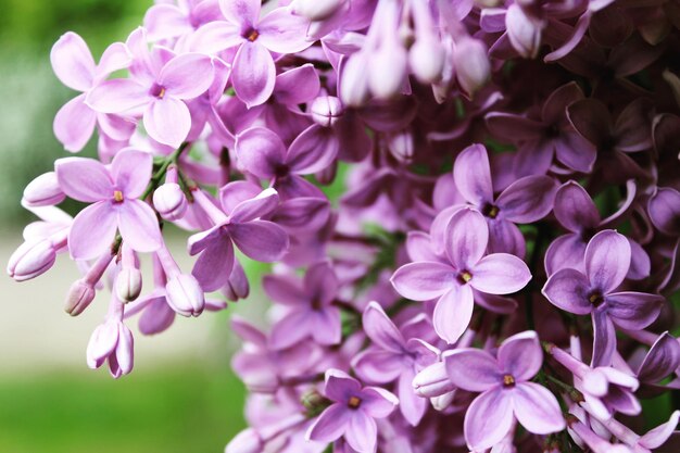 外でいている紫色の花のクローズアップ