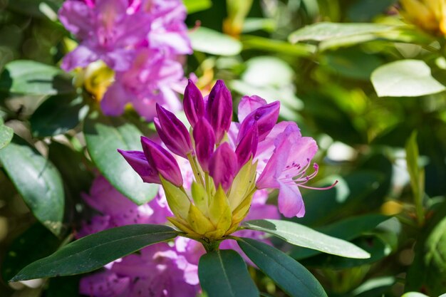 外でいている紫色の花のクローズアップ