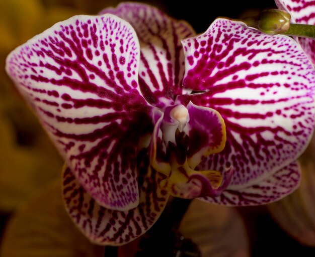 Close-up of purple flowers blooming outdoors