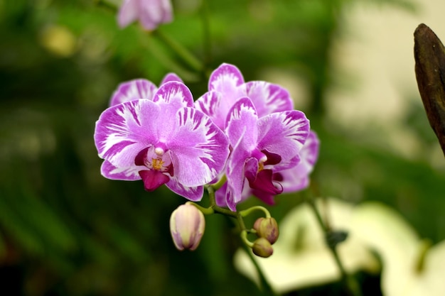 Close-up of purple flowers blooming outdoors