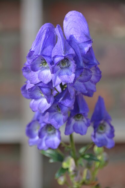 Close-up of purple flowers blooming outdoors