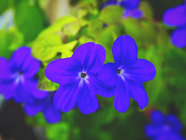 Close-up of purple flowers blooming outdoors