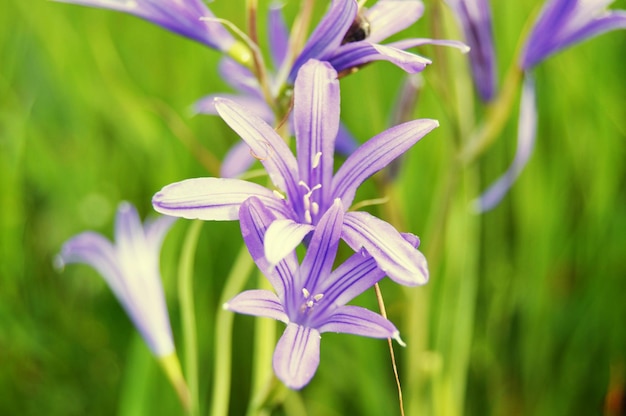 Close-up of purple flowers blooming outdoors