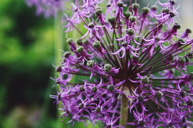 Close-up of purple flowers blooming outdoors