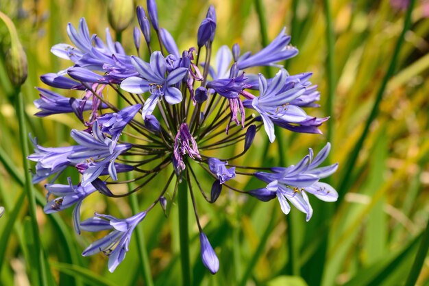 Close-up of purple flowers blooming outdoors