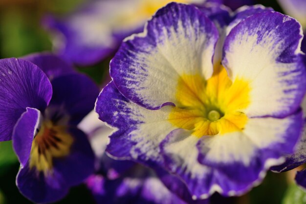 外でいている紫色の花のクローズアップ