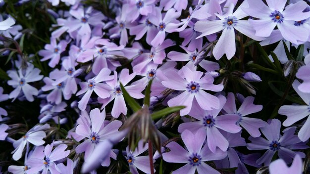 Foto close-up di fiori viola che fioriscono all'aperto