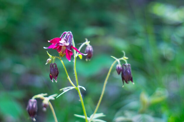 Photo close-up of purple flowers blooming outdoors