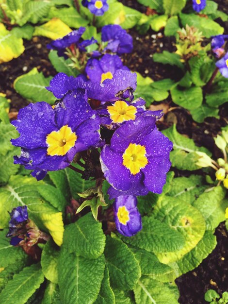 Foto close-up di fiori viola che fioriscono all'aperto