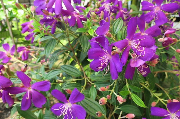 Foto close-up di fiori viola che fioriscono all'aperto