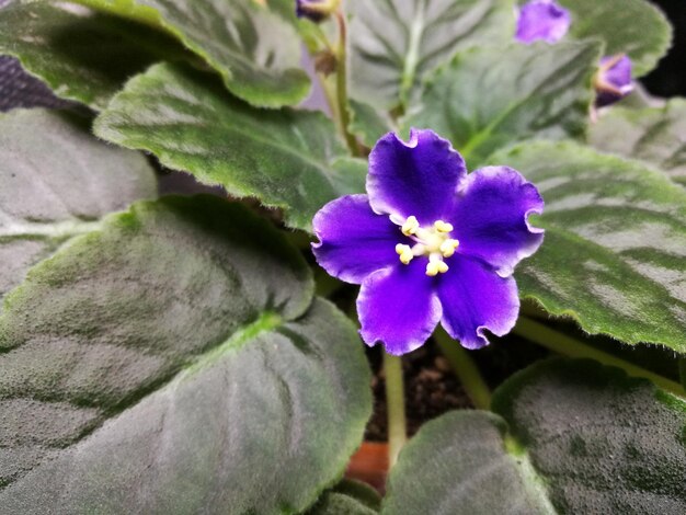 Photo close-up of purple flowers blooming outdoors