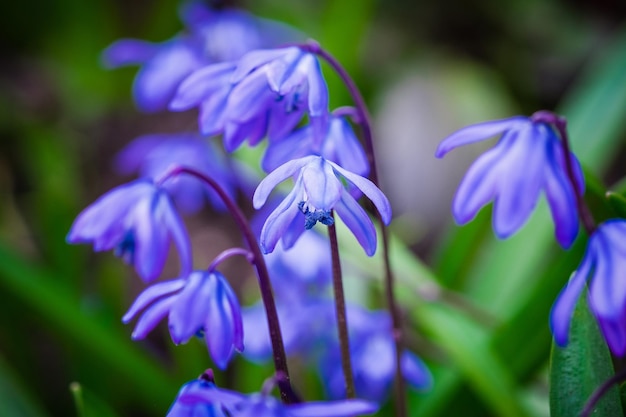 Foto close-up di fiori viola che fioriscono all'aperto