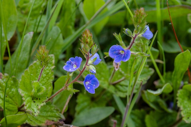 Close-up of purple flowers blooming outdoors