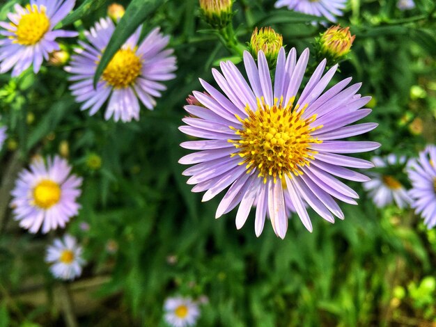 Close-up of purple flowers blooming outdoors