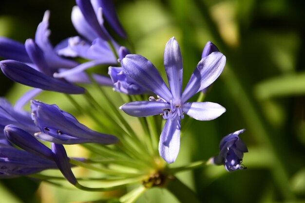 Photo close-up of purple flowers blooming outdoors