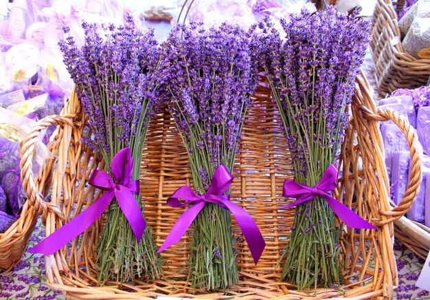 Close-up of purple flowers blooming outdoors