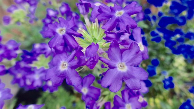 Close-up of purple flowers blooming outdoors