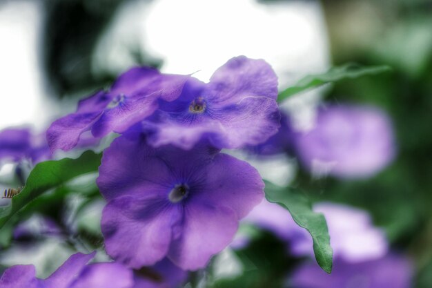 Close-up of purple flowers blooming outdoors