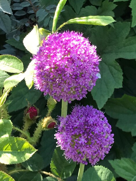 Close-up of purple flowers blooming outdoors