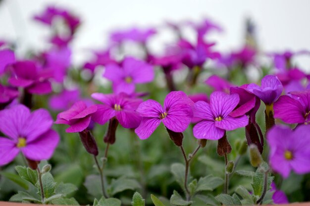 Close-up of purple flowers blooming outdoors