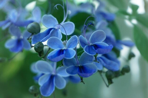 Close-up of purple flowers blooming outdoors