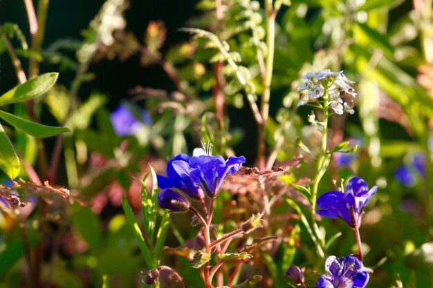 Close-up of purple flowers blooming outdoors