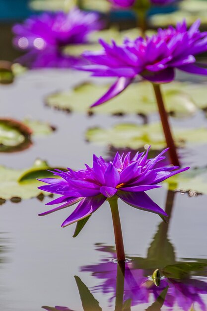 Close-up of purple flowers blooming outdoors