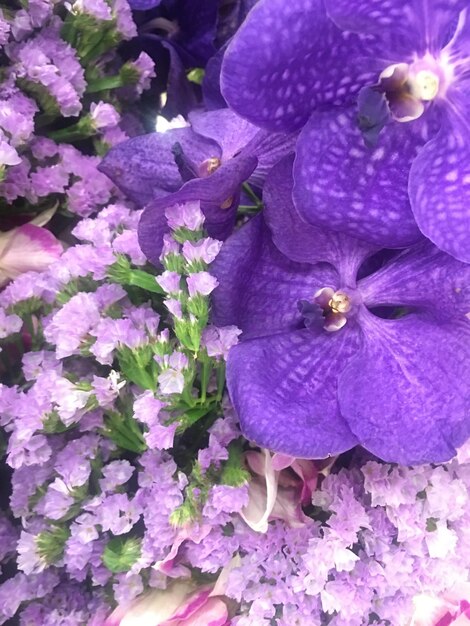 Close-up of purple flowers blooming outdoors