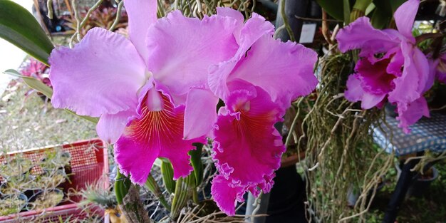 Close-up of purple flowers blooming outdoors