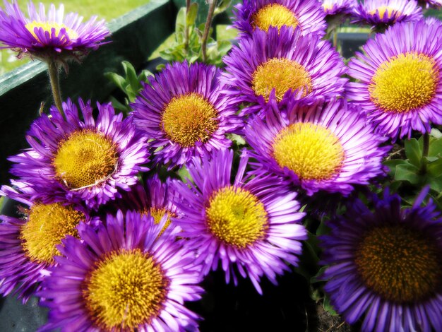 Close-up of purple flowers blooming outdoors