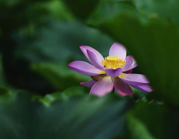 Close-up of purple flowers blooming outdoors