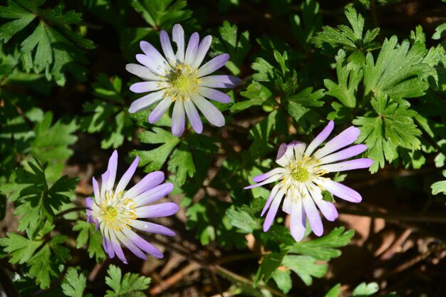 Photo close-up of purple flowers blooming outdoors