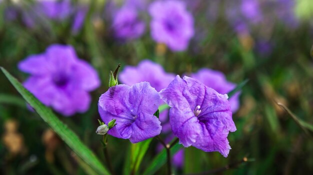 Close-up of purple flowers blooming outdoors