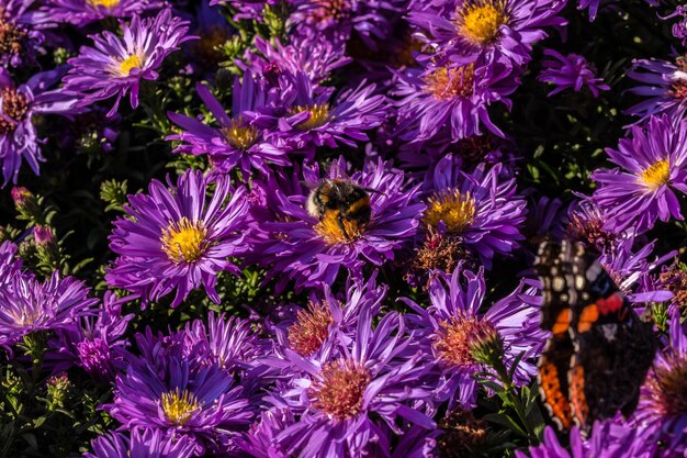 Close-up di fiori viola che fioriscono all'aperto