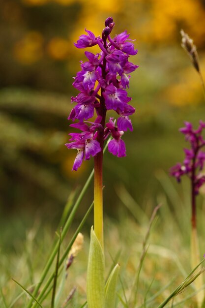 Close-up of purple flowers blooming outdoors