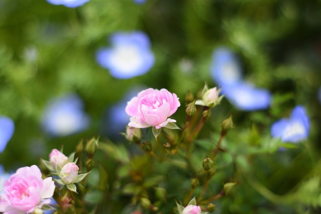 Close-up of purple flowers blooming outdoors