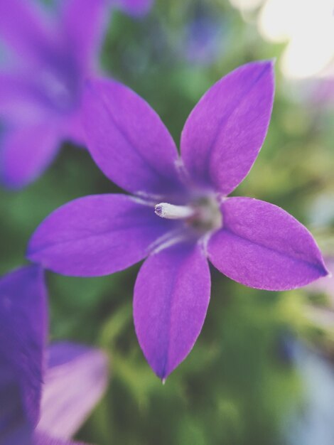 Foto close-up di fiori viola che fioriscono all'aperto