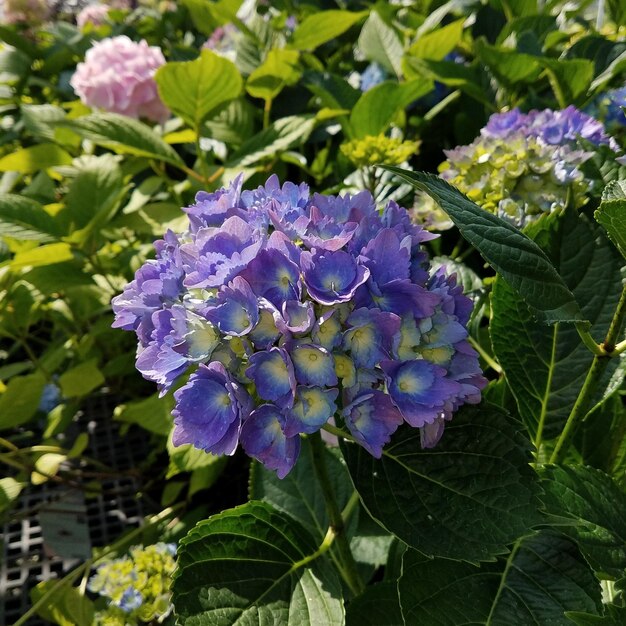 Close-up of purple flowers blooming outdoors