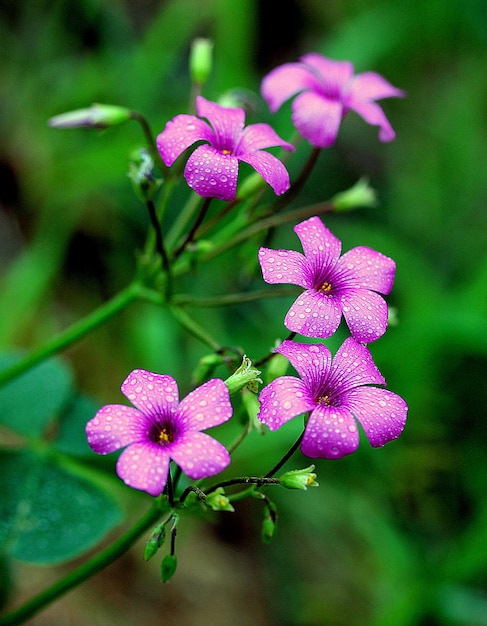 外でいている紫色の花のクローズアップ