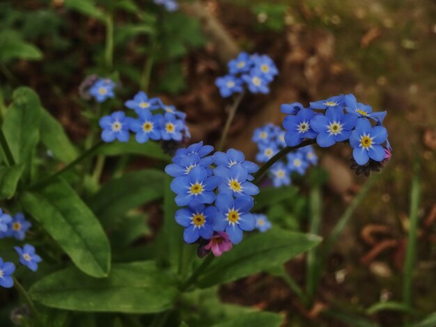 Close-up of purple flowers blooming in park