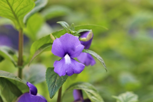 公園でいている紫色の花のクローズアップ