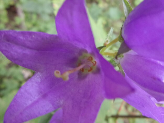 Close-up of purple flowers blooming at park