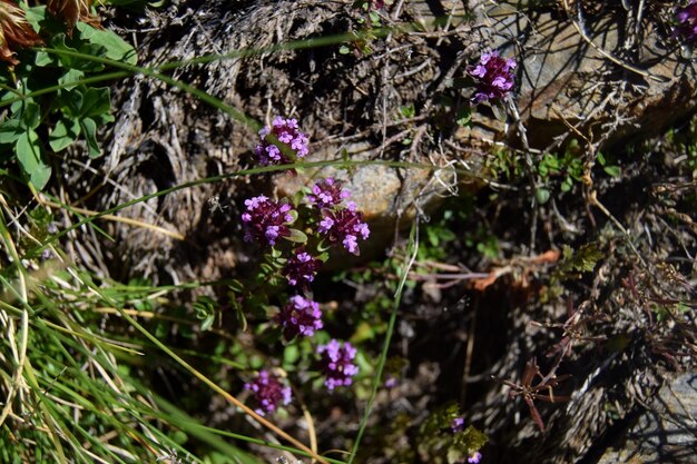 Photo close-up of purple flowers blooming on tree