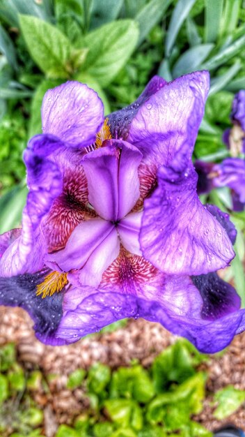 Close-up of purple flowers blooming