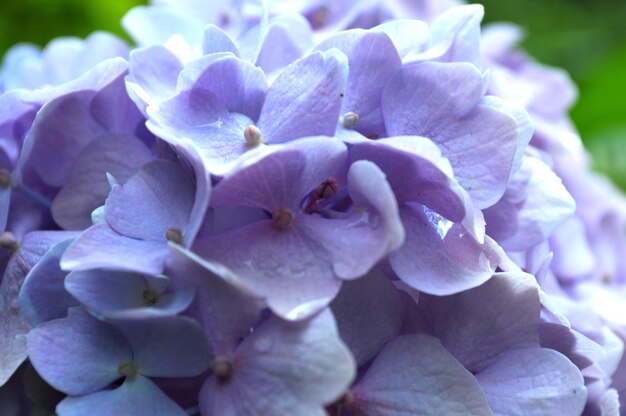 紫色の花がくクローズアップ