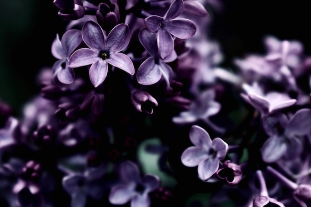紫色の花がくクローズアップ