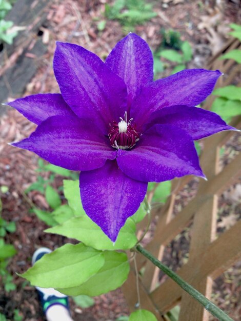 Close-up of purple flowers blooming