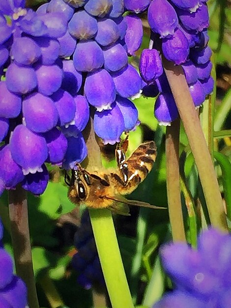 Close-up of purple flowers blooming