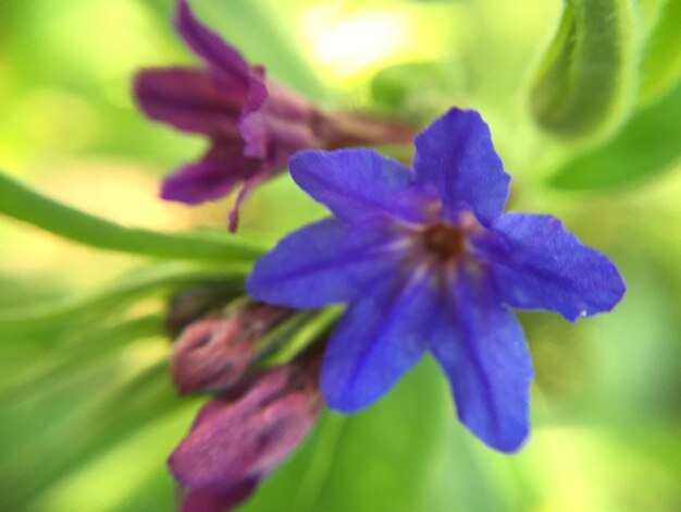 Close-up of purple flowers blooming