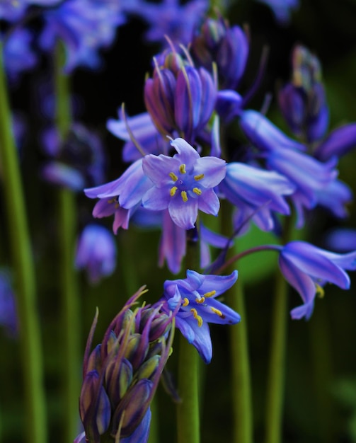 Photo close-up of purple flowers blooming